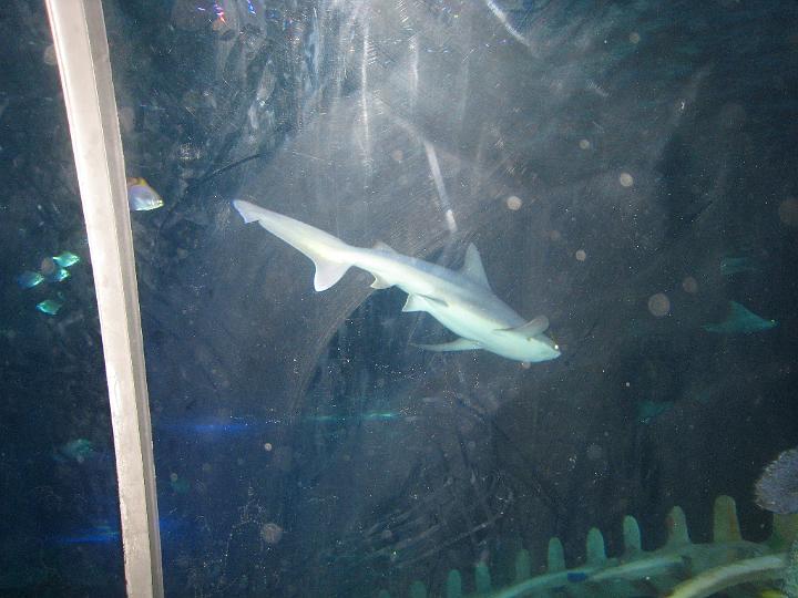 Aquarium 23.JPG